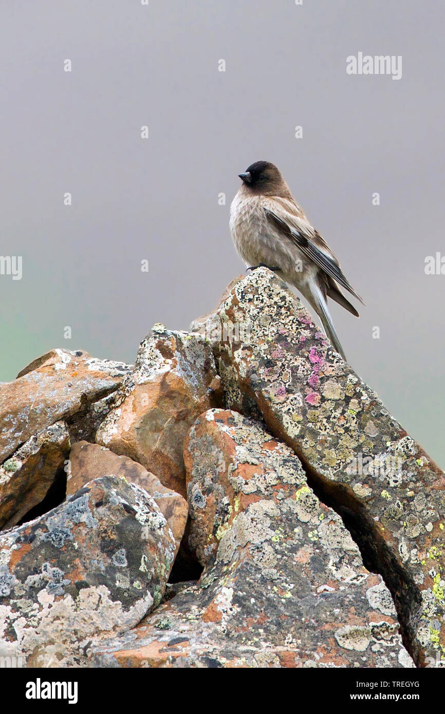 Brandt's rosy Finch, Brandt Leucosticte brandti'Mountain-Finch (), se retrouve dans les prairies tempérées en Asie centrale, en Asie. Banque D'Images