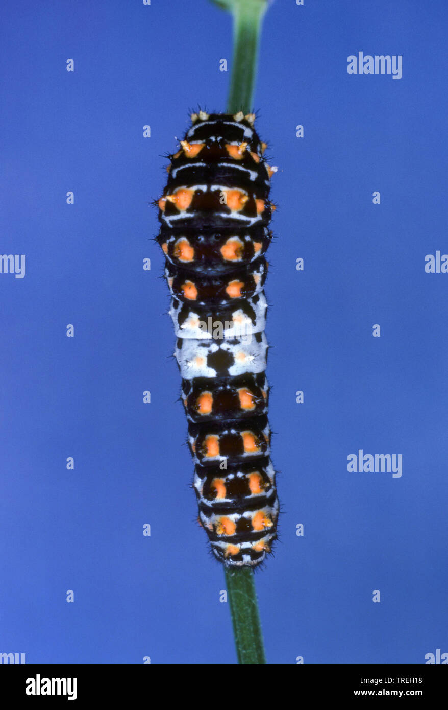 Papilio machaon), jeunes chenilles sur une tige, Allemagne Banque D'Images