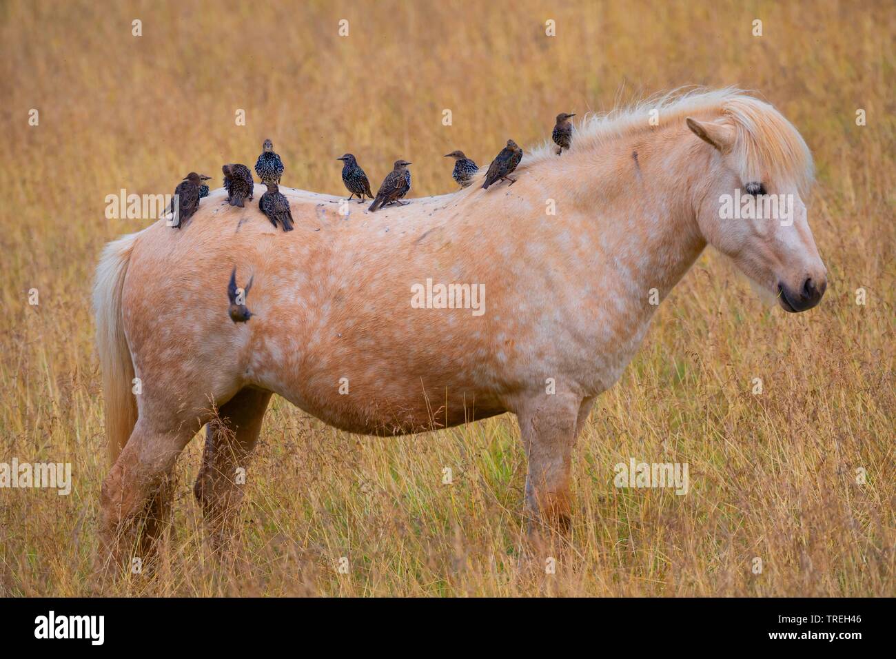 Étourneau sansonnet (Sturnus vulgaris), troupe de se percher sur un cheval islandais, Islande Banque D'Images
