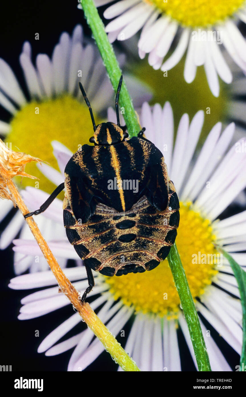 Striped-Bug italien, Minstrel (Graphosoma lineatum, Bug Graphosoma italicum), sur l'Erigeron annuus nymphe, Allemagne Banque D'Images