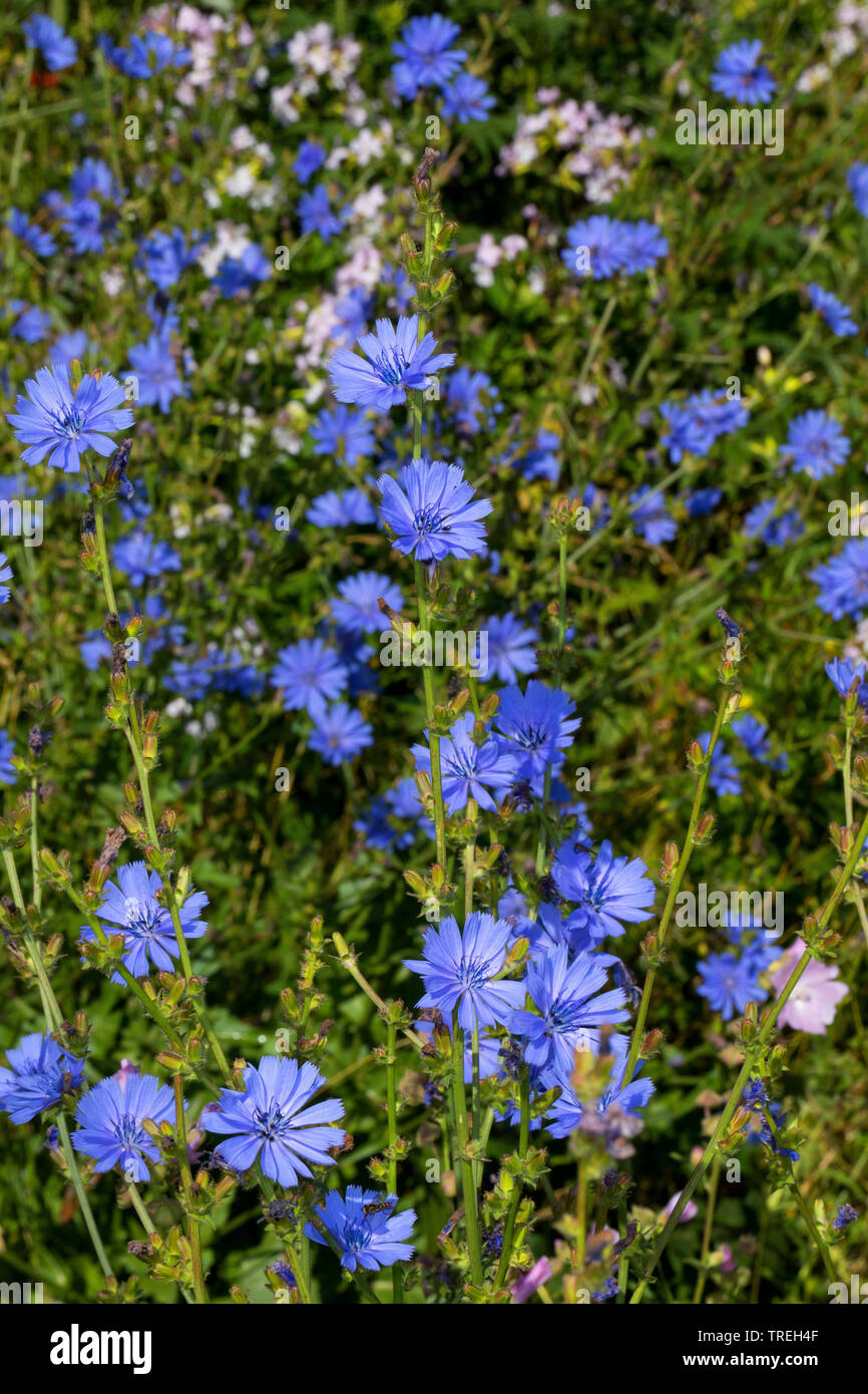 Les marins bleu commun, chicorée, wild succory (Cichorium intybus), blooming, Allemagne Banque D'Images