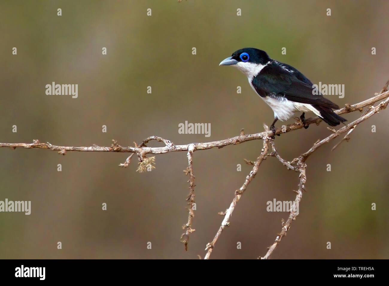 Vanga (Leptopterus chabert chabert), espèce endémique d'oiseau de Madagascar, Madagascar Banque D'Images