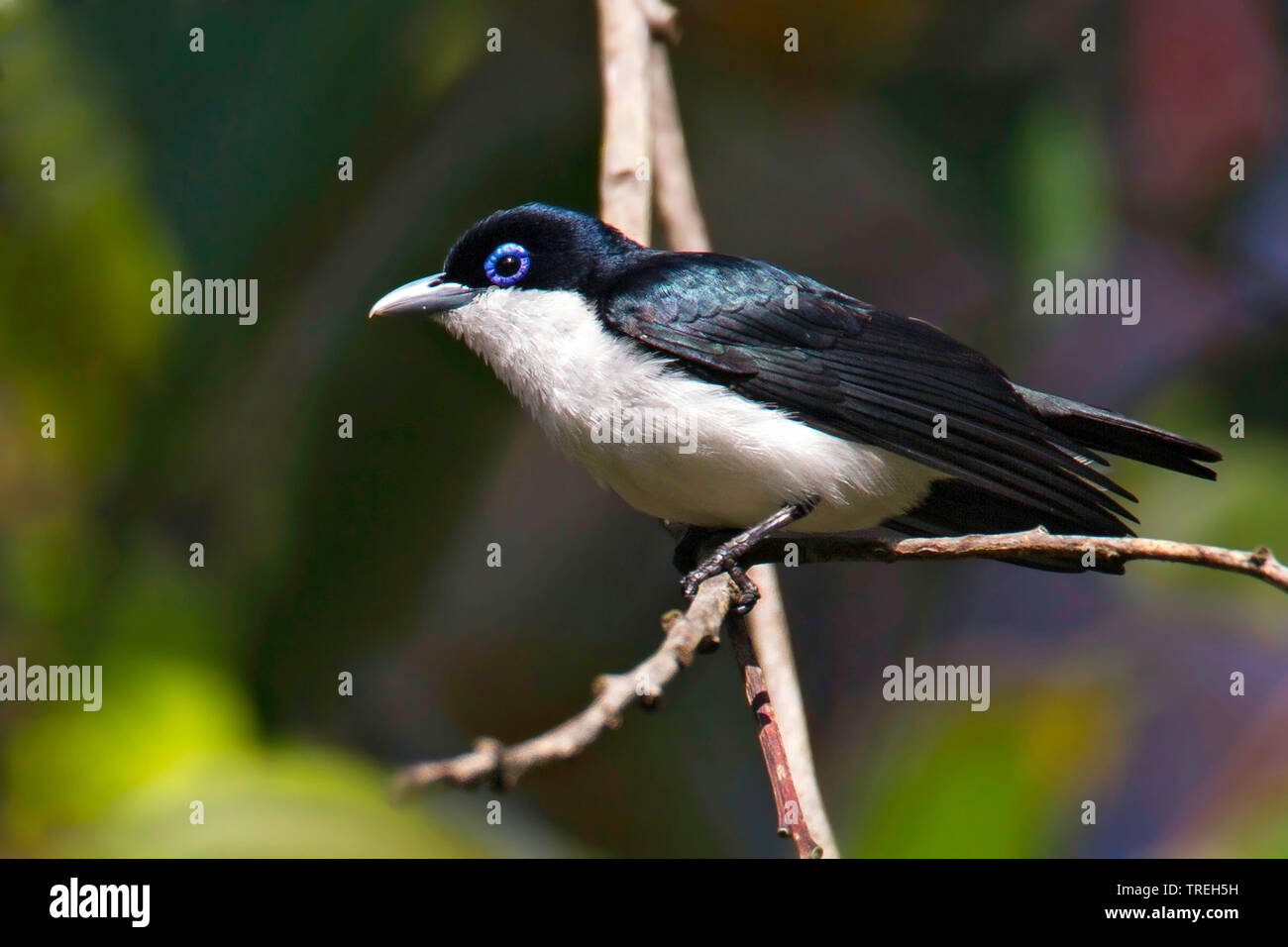 Vanga (Leptopterus chabert chabert), perché dans un arbre, à Madagascar Banque D'Images