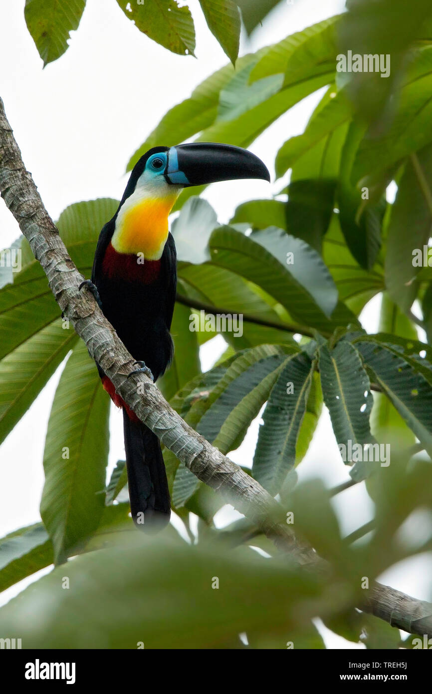 Channel-billed toucan (Ramphastos vitellinus), perché sur un arbre, l'Amérique du Sud Banque D'Images