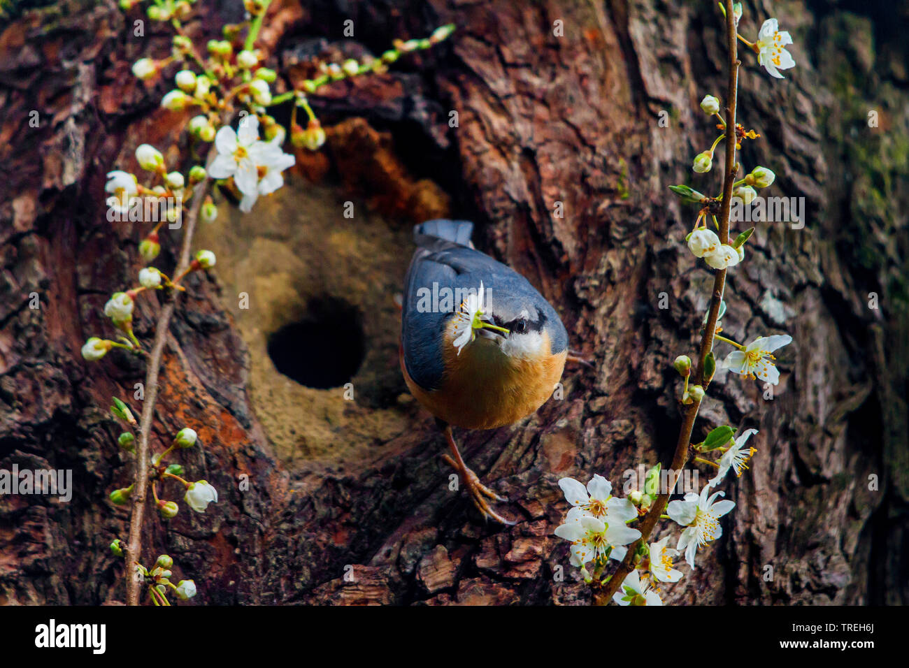 Sittelle torchepot (Sitta europaea), en face de sa grotte de reproduction au printemps avec une fleur dans son projet de loi, la Suisse, Sankt Gallen Banque D'Images