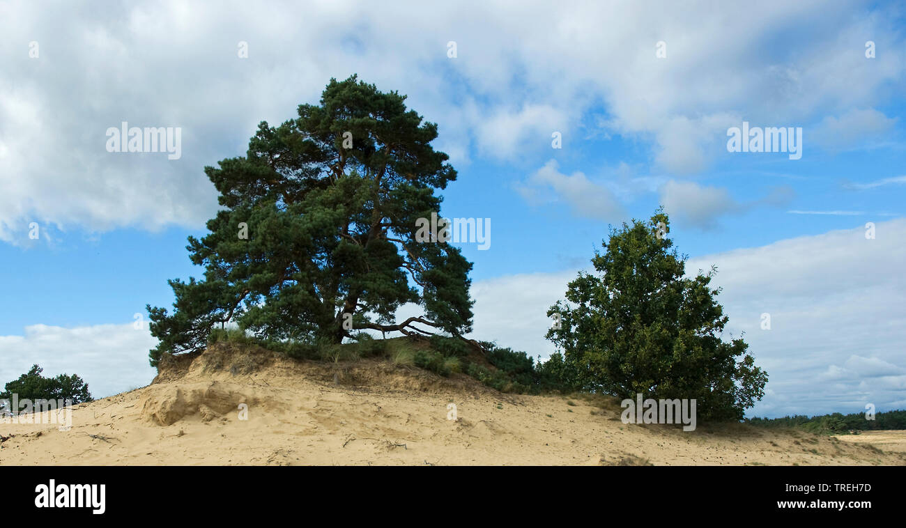 Pin sylvestre, le pin sylvestre (Pinus sylvestris), le pin, avec Sanddune Pays-bas, Gueldre, le Parc national Hoge Veluwe, Kootwijkerzand Banque D'Images