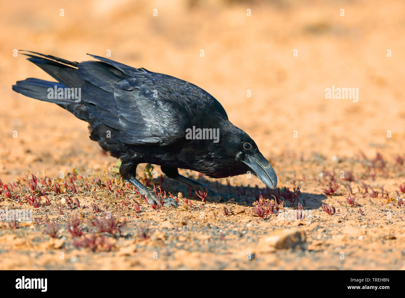 Grand corbeau (Corvus corax), de recherche de nourriture sur le terrain dans le semi-désert, vue latérale, Canaries, Fuerteventura Banque D'Images