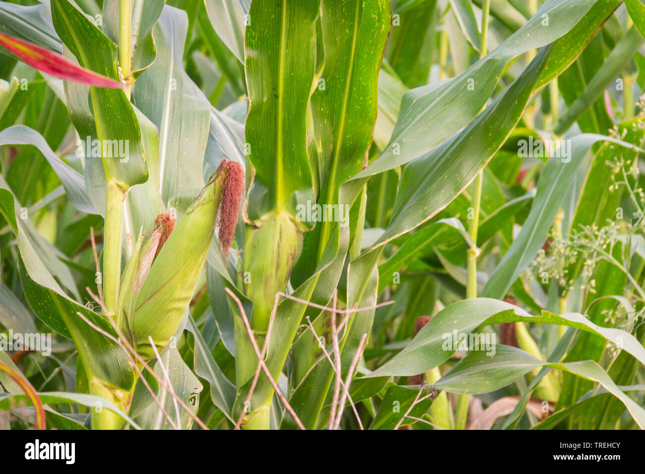 Le maïs doux dans le jardin Banque D'Images