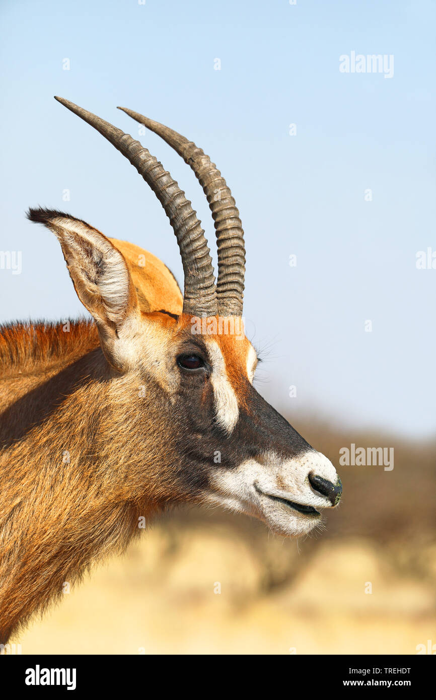 L'antilope rouanne (Hippotragus equinus), portrait, Afrique du Sud Banque D'Images