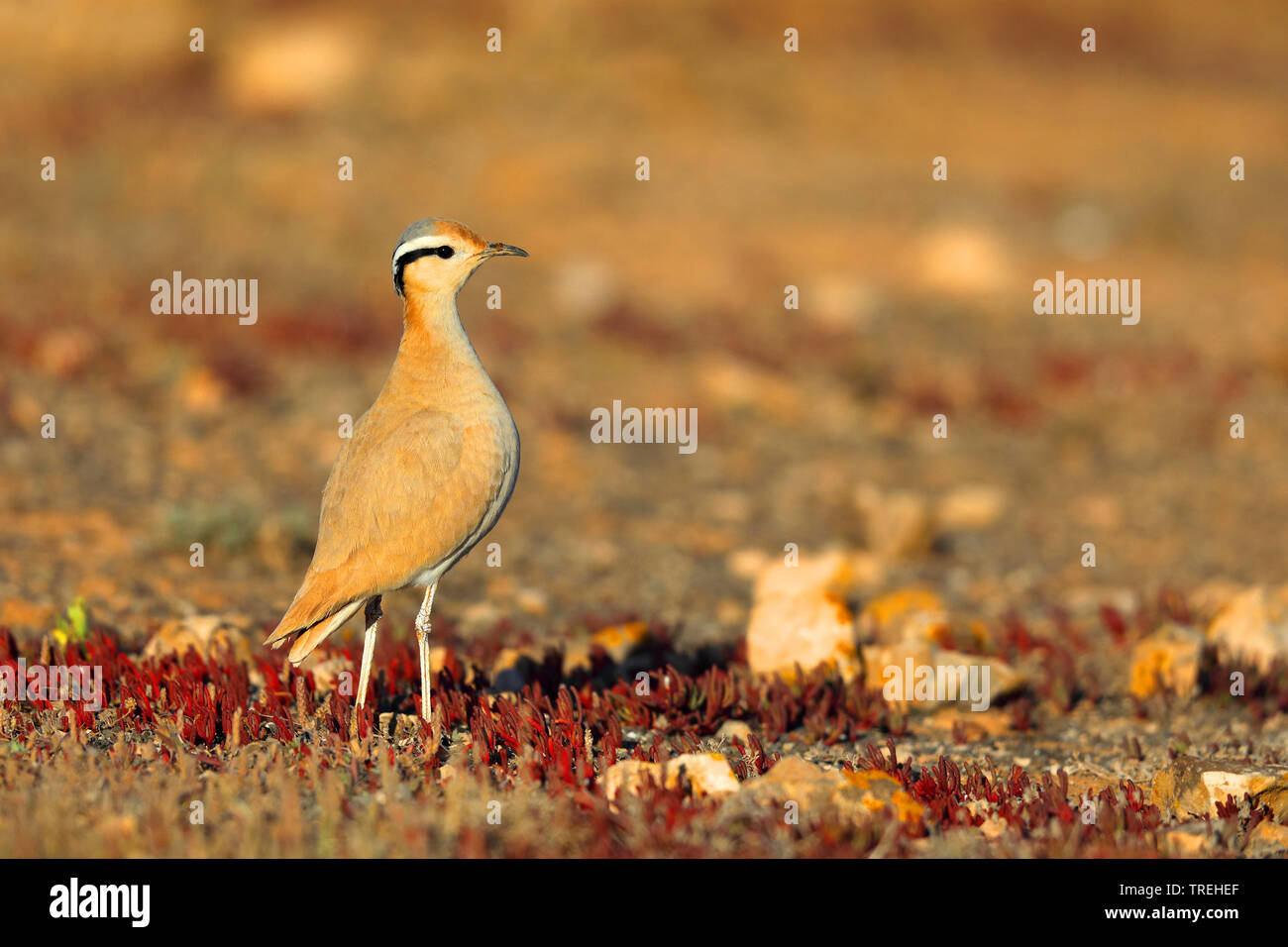 De couleur crème (courser Cursorius cursor), se trouve dans des zones semi-désertiques, Canaries, Fuerteventura Banque D'Images