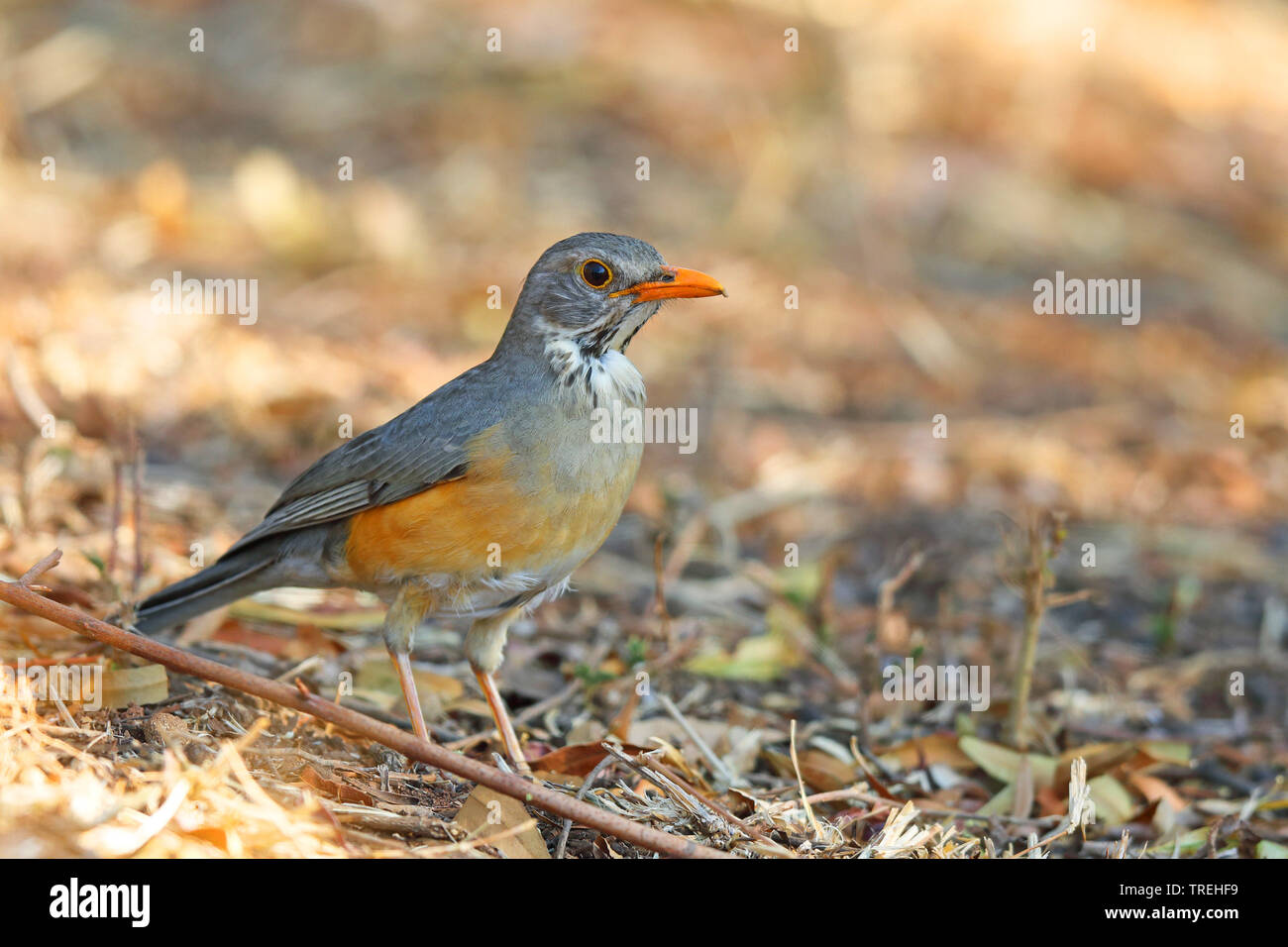 Kurrichane thrush (Turdus libonyanus), sur le terrain, Afrique du Sud, Province du Nord Ouest, le Parc National de Pilanesberg Banque D'Images