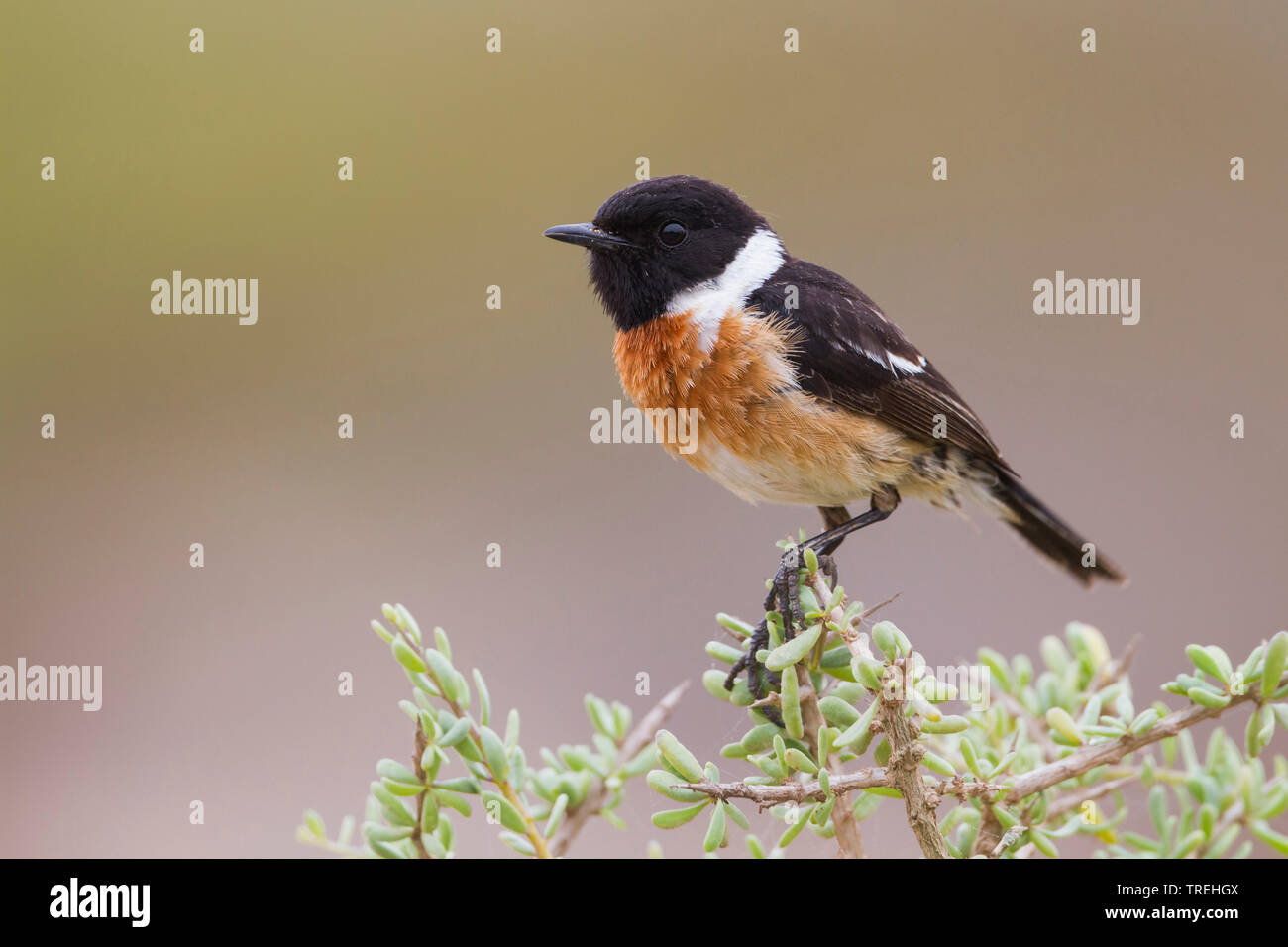 Common Stonechat (Saxicola torquata Saxicola rubicola rubicola,), homme d'une plante, le Maroc Banque D'Images