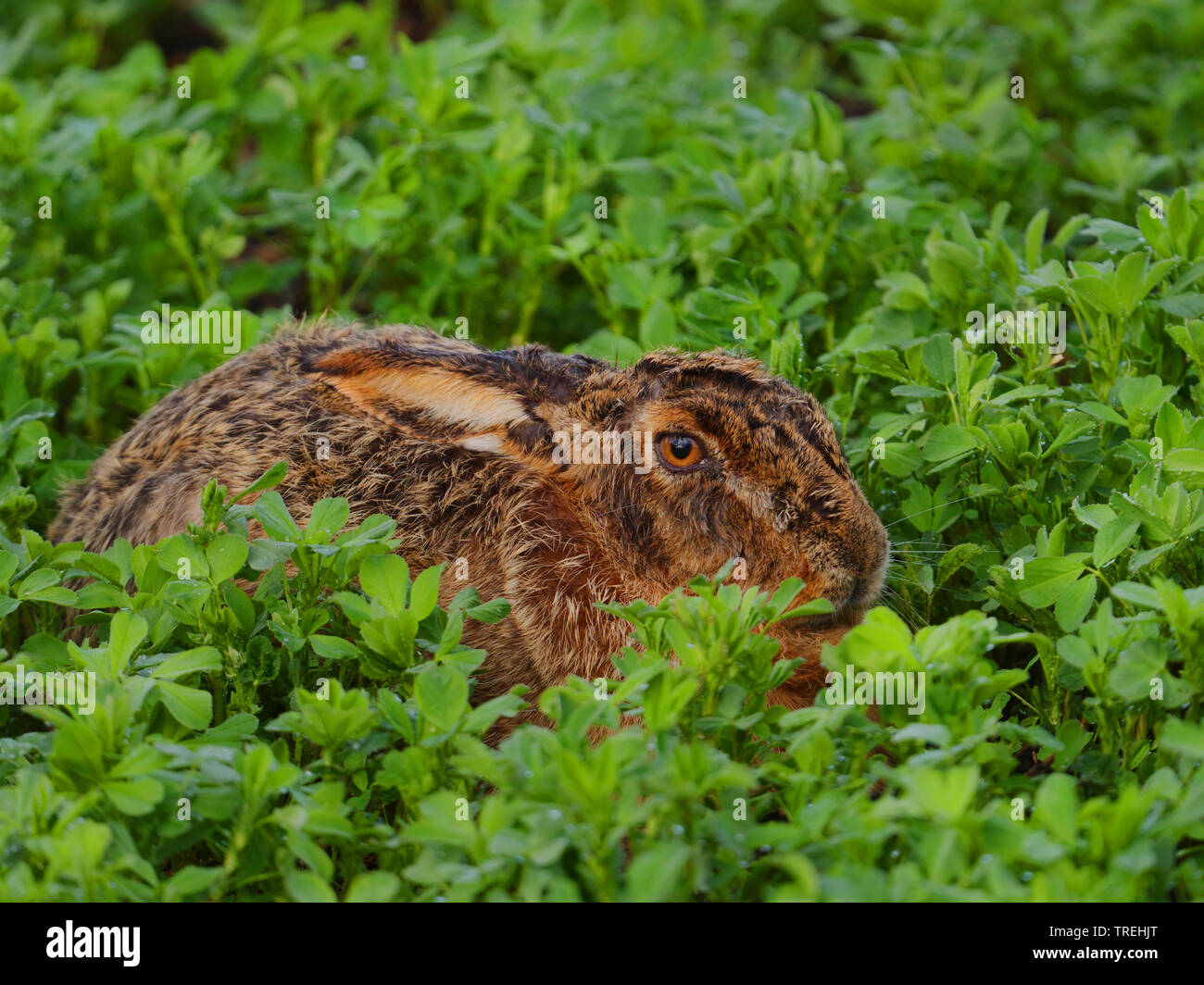 Lièvre européen, lièvre Brun (Lepus europaeus), se cacher dans un champ au printemps, l'Autriche, Burgenland, le parc national de Neusiedler See Banque D'Images