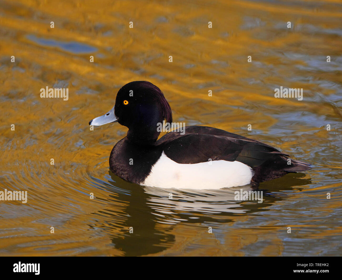 Fuligule morillon (Aythya fuligula), homme natation sur l'eau, de l'Allemagne, Bade-Wurtemberg Banque D'Images