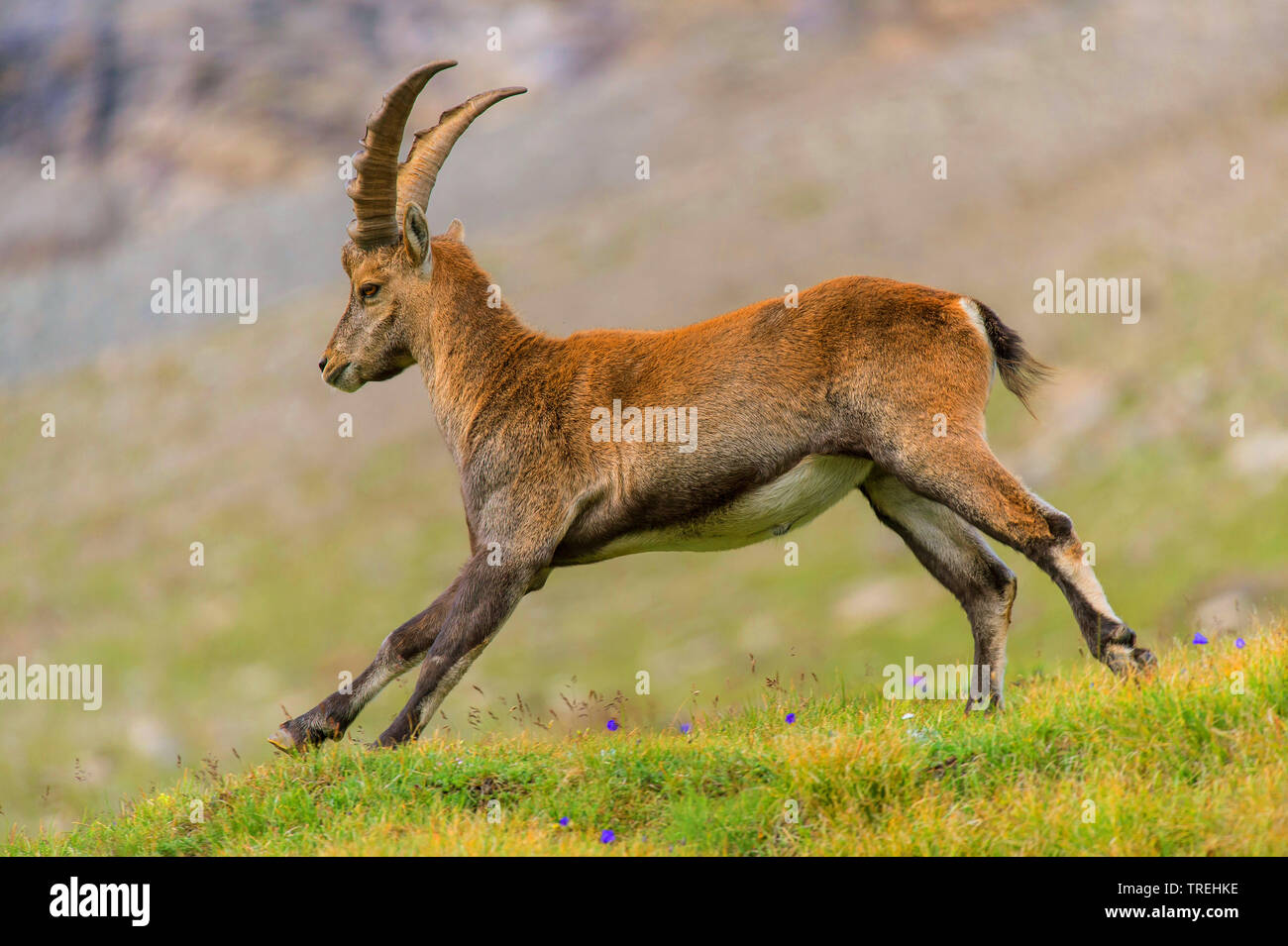 Bouquetin des Alpes (Capra ibex, Capra ibex ibex), exécuté sur une prairie de montagne, l'Autriche, la Carinthie, le Parc National du Hohe Tauern Banque D'Images