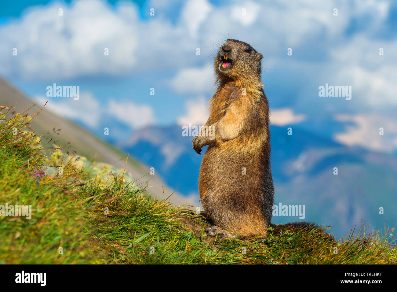 Marmotte des Alpes (Marmota marmota), tuyaux, l'Autriche, la Carinthie, le Parc National du Hohe Tauern Banque D'Images
