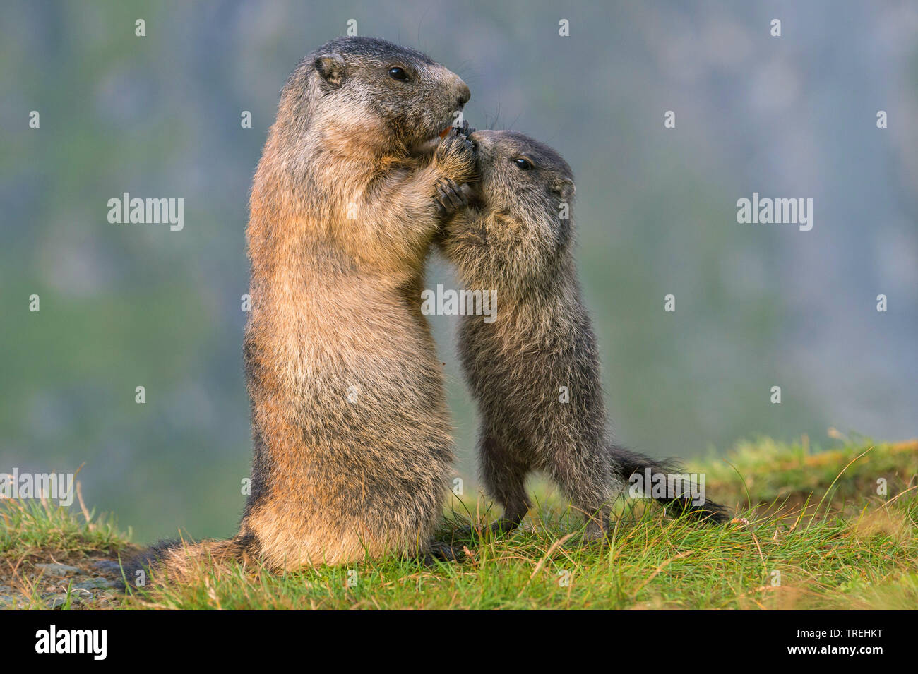 Marmotte des Alpes (Marmota marmota), mère et petit, l'Autriche, la Carinthie, le Parc National du Hohe Tauern Banque D'Images