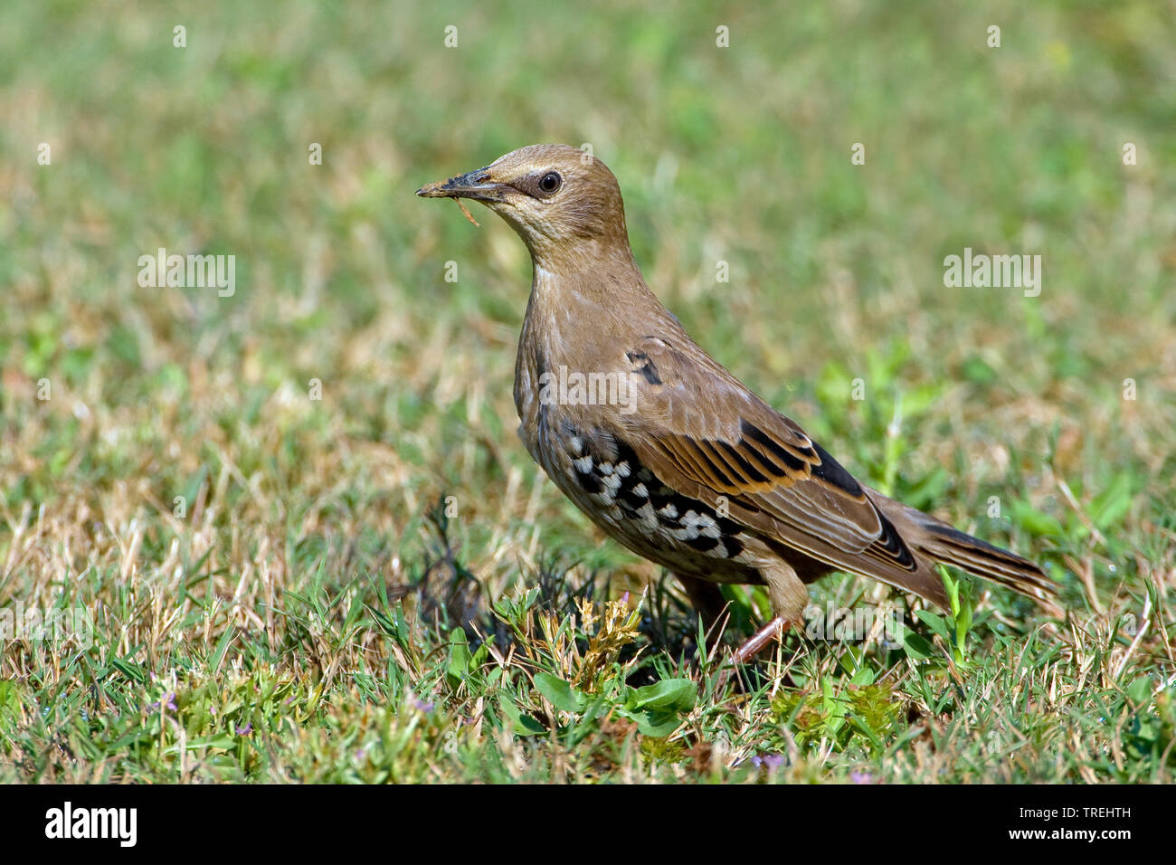 Étourneau sansonnet (Sturnus vulgaris), dans l'herbe, Italie Banque D'Images