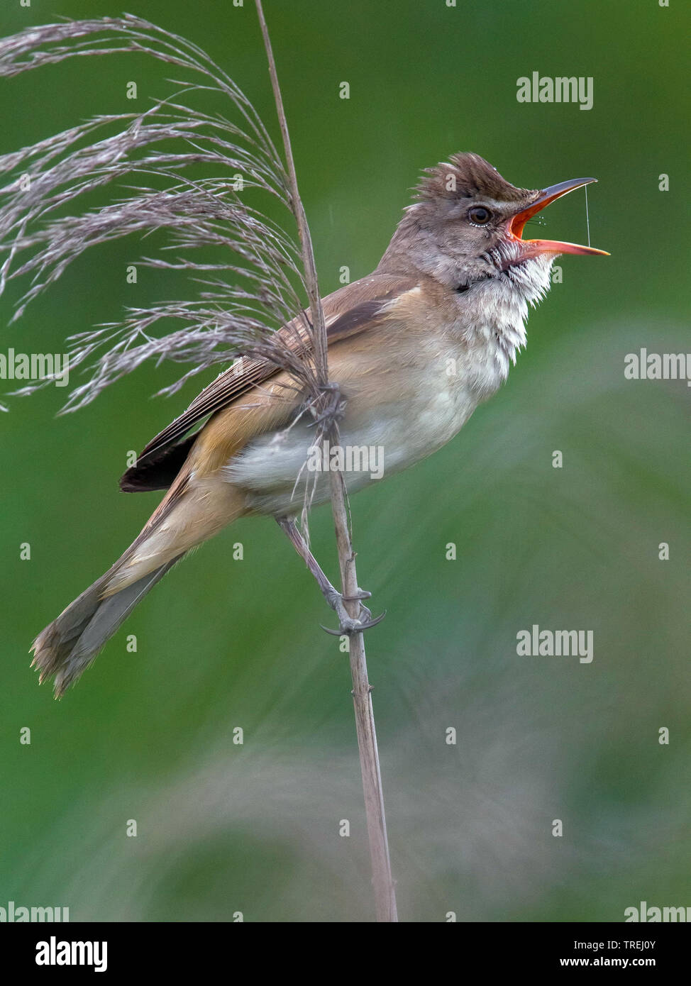 Grand reed warbler (Acrocephalus arundinaceus), mâle chanteur, Italie Banque D'Images
