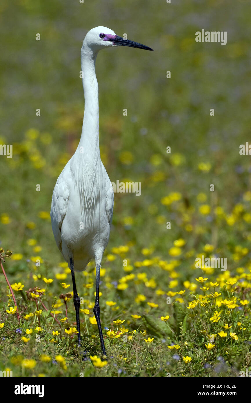 Aigrette garzette (Egretta garzetta), dans une prairie en fleurs, Italie, Toscane Banque D'Images