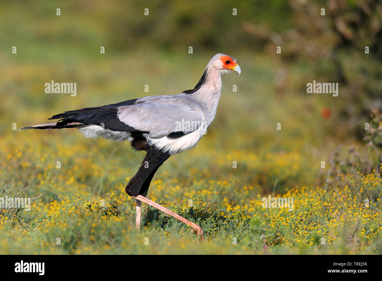 Oiseau secrétaire, Sagittaire (Sagittarius serpentarius serpentarius), sur l'alimentation dans la savane, Afrique du Sud, Eastern Cape, Addo Elephant National Park Banque D'Images