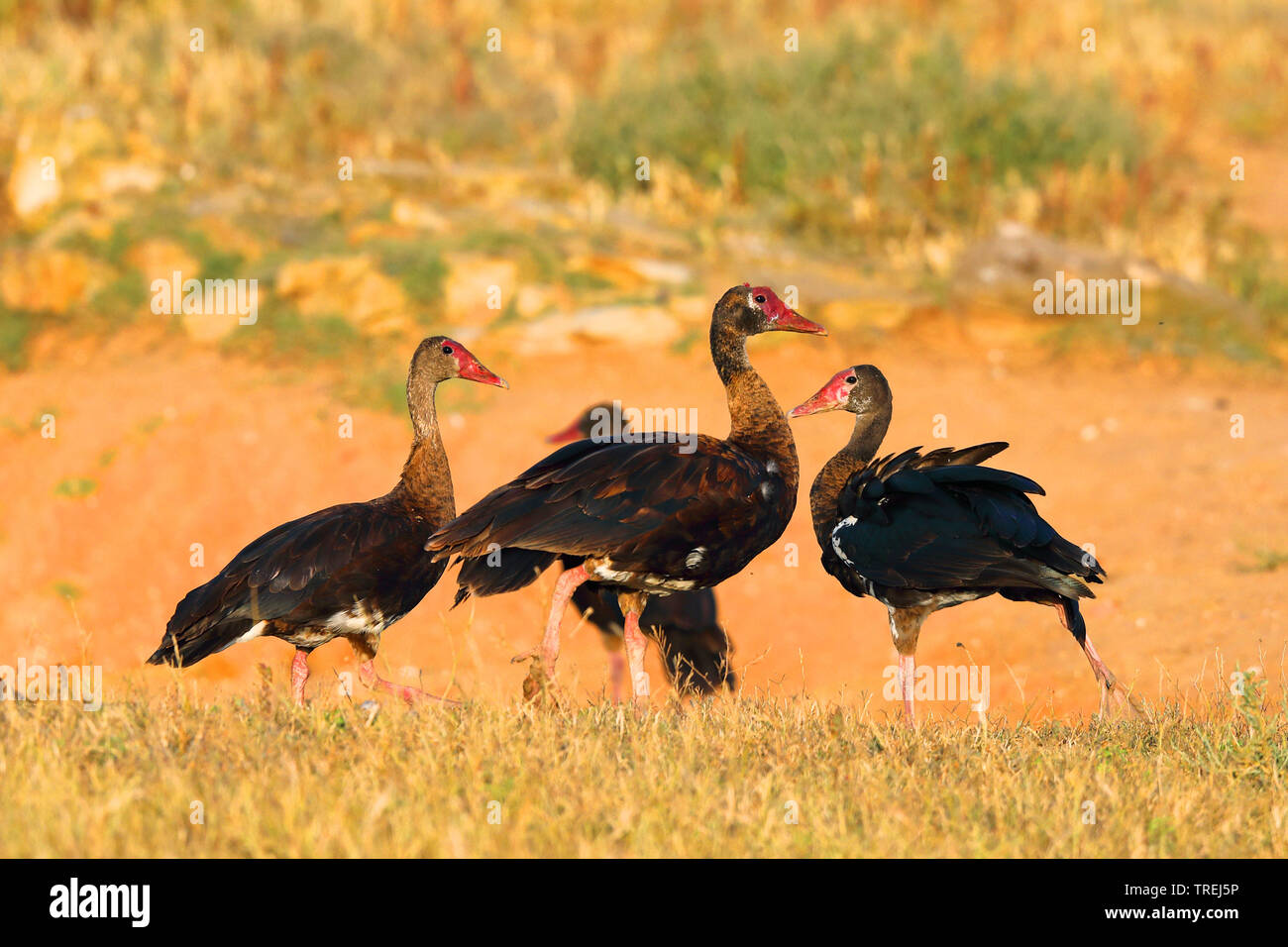 Oie-armée de Gambie (Plectropterus gambensis), groupe se dresse sur champ, Afrique du Sud, d'Overberg Banque D'Images