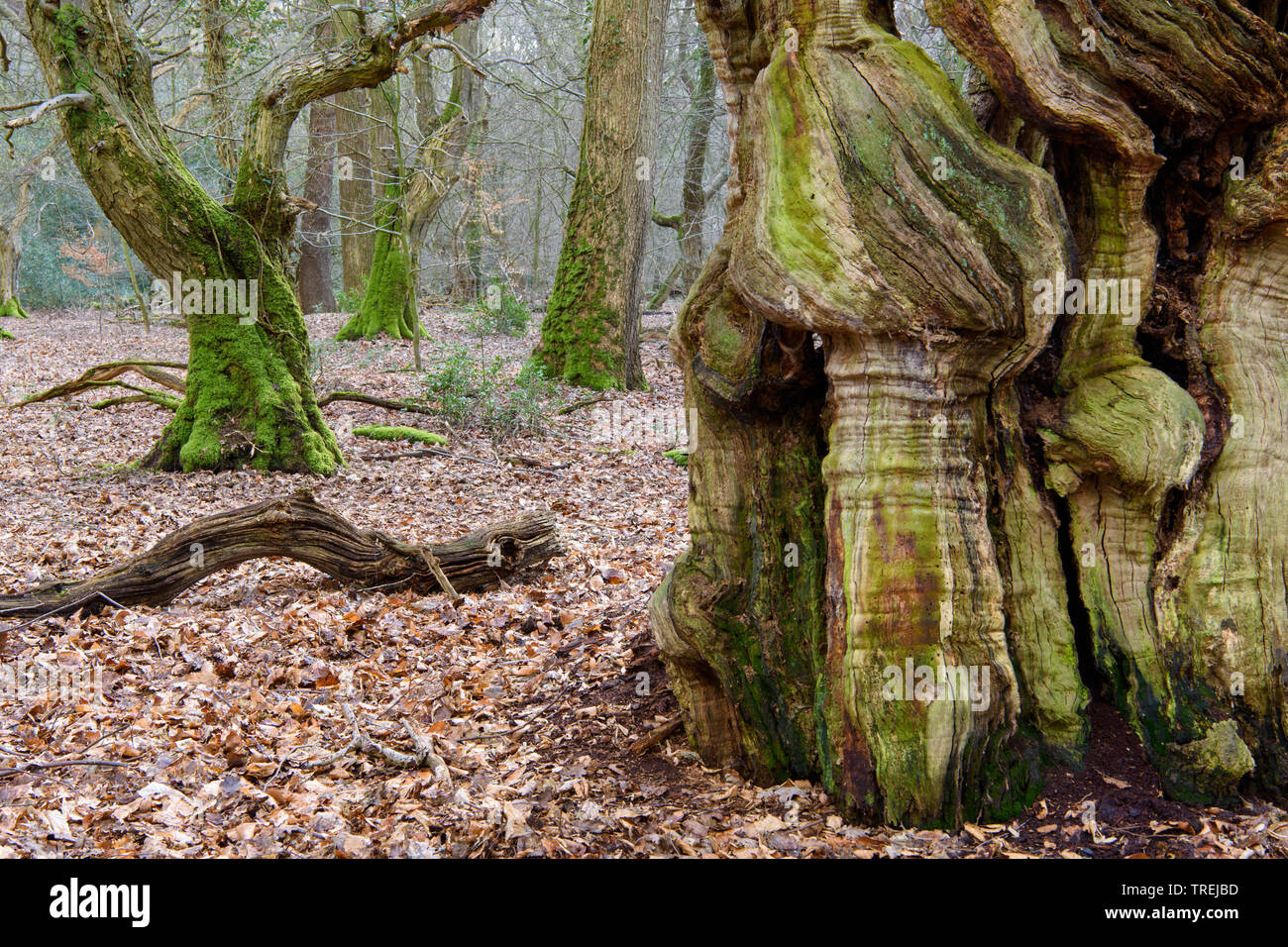 Le hêtre commun (Fagus sylvatica), vieux hêtre commun dans la forêt naturelle Baumweg, ALLEMAGNE, Basse-Saxe, Emstek Banque D'Images
