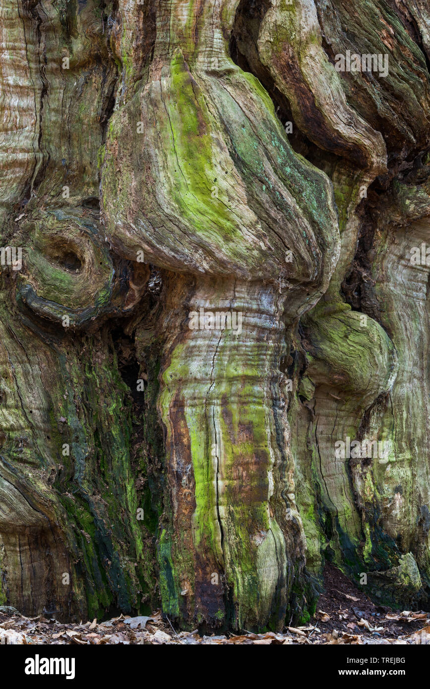 Le hêtre commun (Fagus sylvatica), vieux hêtre commun dans la forêt naturelle Baumweg, ALLEMAGNE, Basse-Saxe, Emstek Banque D'Images