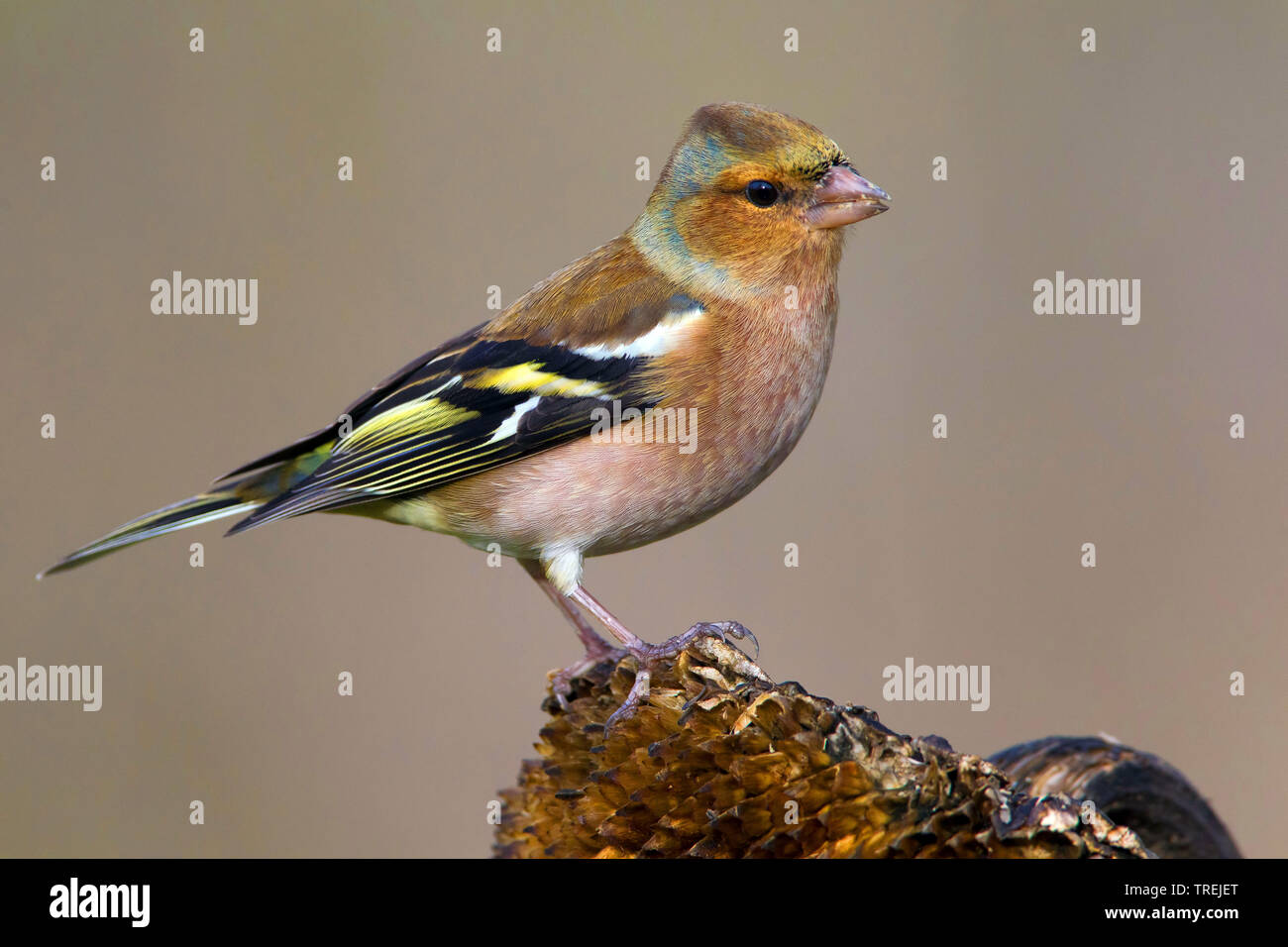 Chaffinch (Fringilla coelebs), assis sur un tournesol, Italie Banque D'Images