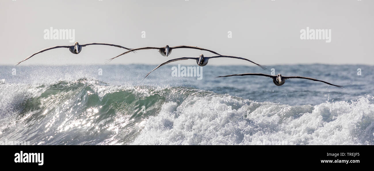 Pélican brun (Pelecanus occidentalis), troupe voler au-dessus de vagues d'écume, vue avant, USA, Californie, Crystal Cove State Park, Irvine Banque D'Images