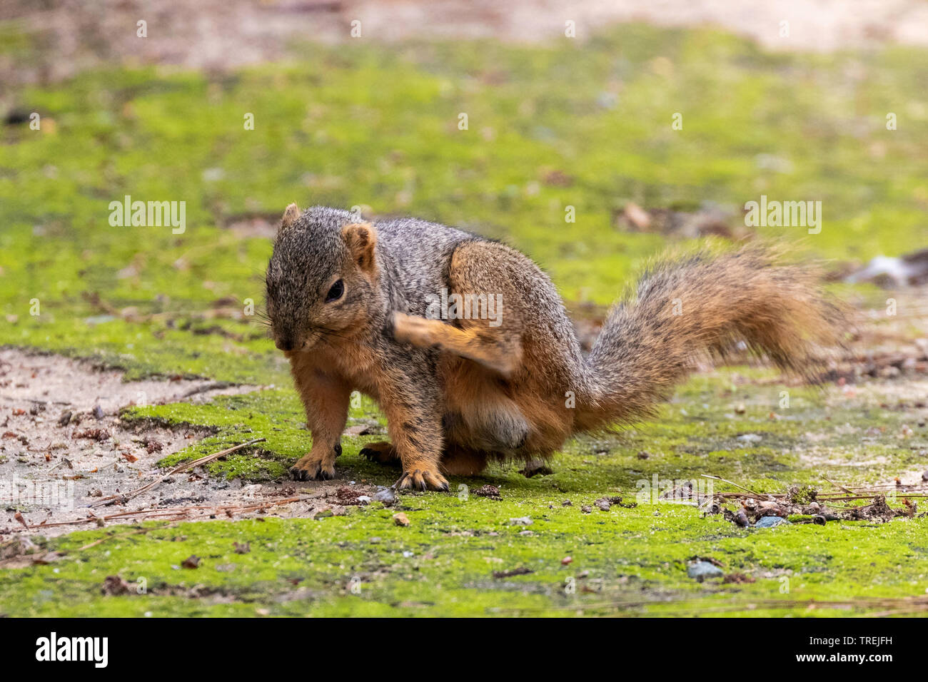 Fox est l'écureuil roux (Sciurus niger), assis sur la mousse et le toilettage, USA, Californie, Crystal Cove State Park, Irvine Banque D'Images