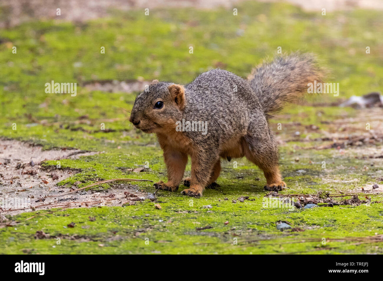 Fox est l'écureuil roux (Sciurus niger), la marche sur de la mousse, USA, California, Irvine Banque D'Images