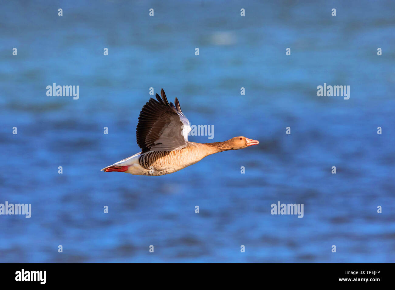 Oie cendrée (Anser anser), en vol au dessus de l'eau, l'Allemagne, la Bavière, le lac de Chiemsee Banque D'Images