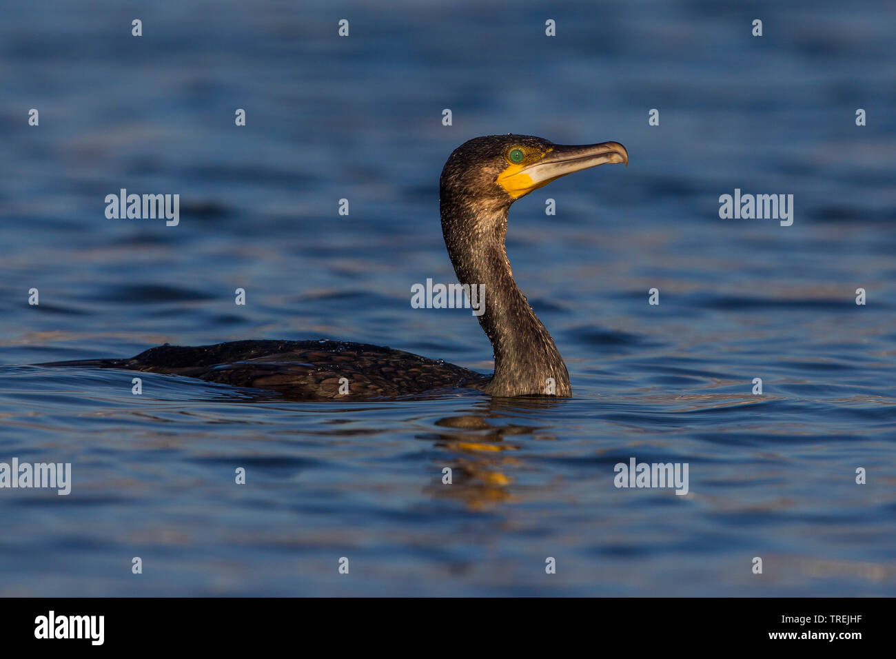 Chinese grand cormoran (Phalacrocorax carbo sinensis, Phalacrocorax sinensis), natation, Italie Banque D'Images