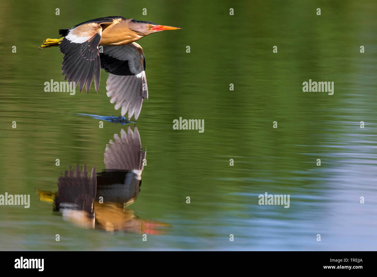 Blongios nain (Ixobrychus minutus), volant au-dessus de la surface de l'eau, Italie Banque D'Images