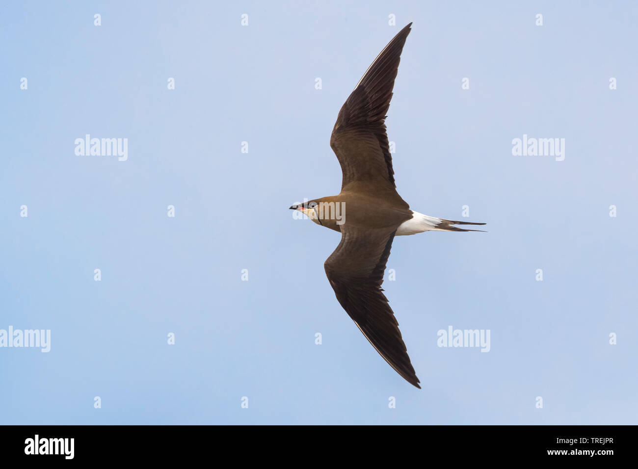 Glaréole à ailes noires (Glareola nordmanni), voler, Kazakhstan, Astana Banque D'Images