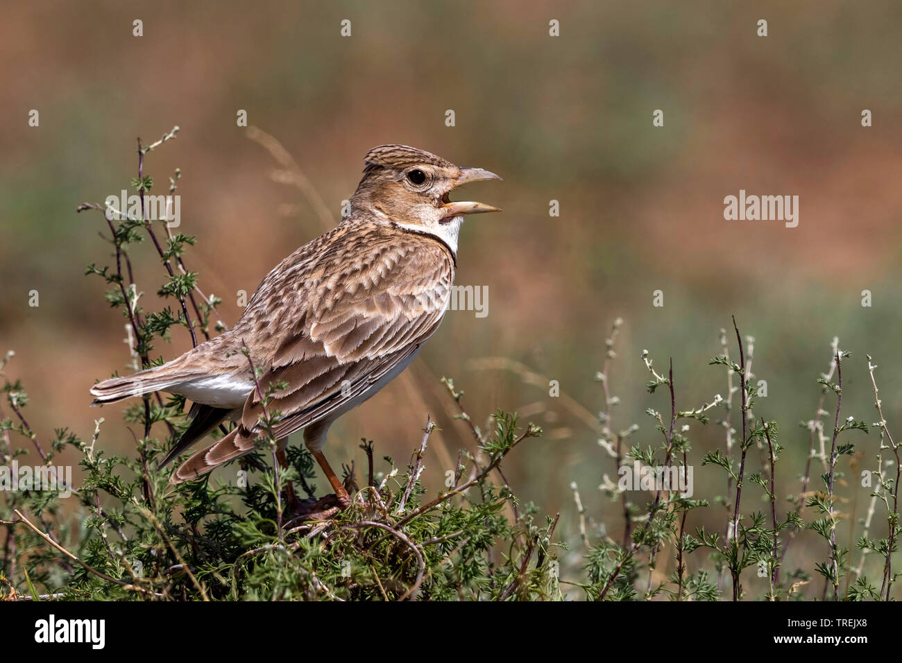 La calandre (Melanocorypha calandra, psammochroa psammochroa Melanocorypha), perché dans un arbuste et le chant, le Kazakhstan, Almaty Banque D'Images