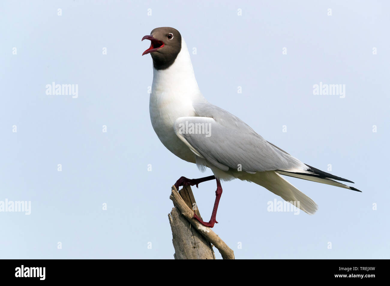 Mouette rieuse (Larus ridibundus, Chroicocephalus ridibundus), rire, Kazakhstan, Almaty Banque D'Images