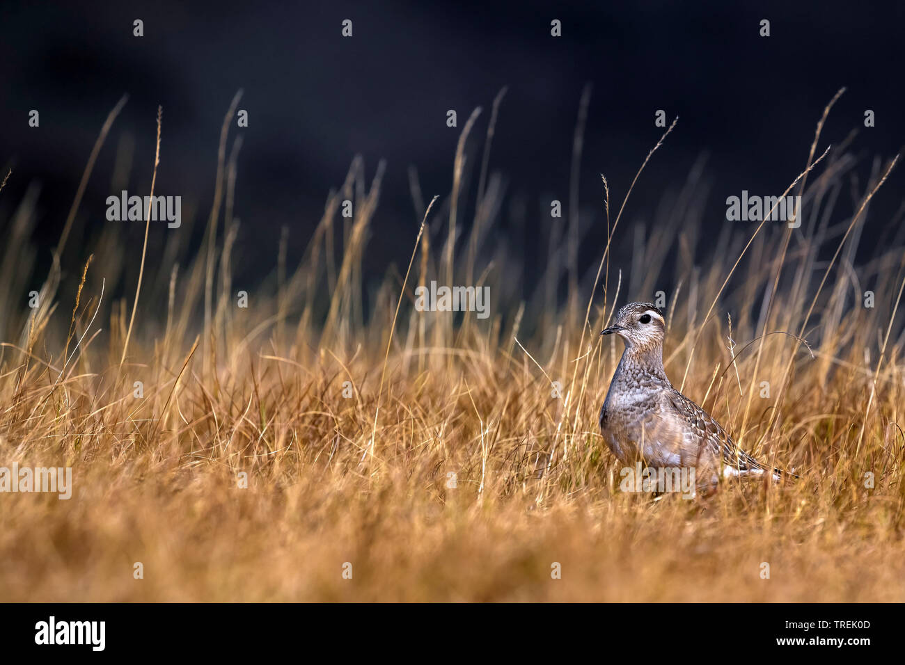 « Récent rapide, « récent (Charadrius morinellus, Eudromias morinellus), dans une prairie sèche, vue de côté, l'Italie, Arezzo Banque D'Images