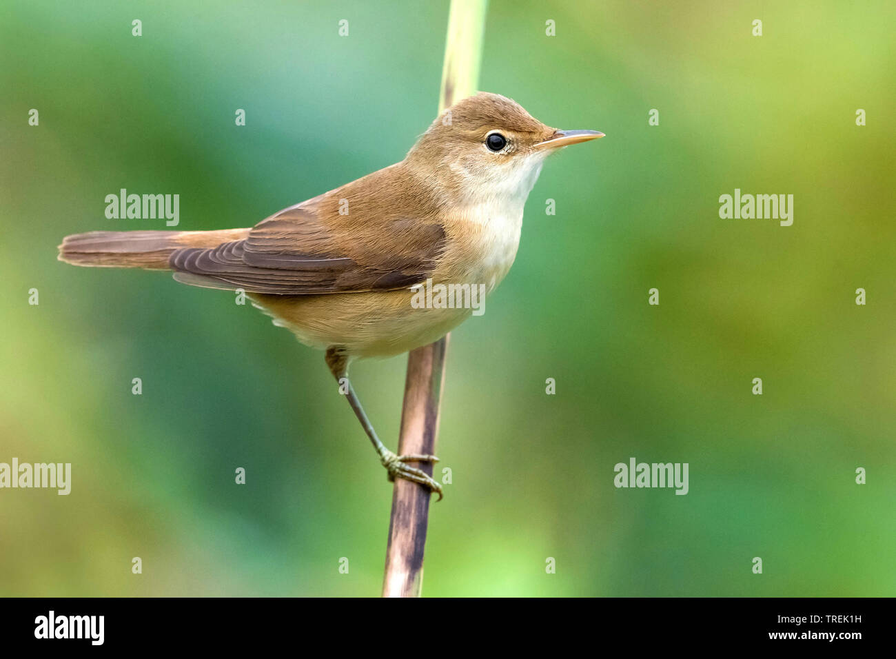 Reed (Acrocephalus scirpaceus), perché sur une pousse, side view, Italie Banque D'Images