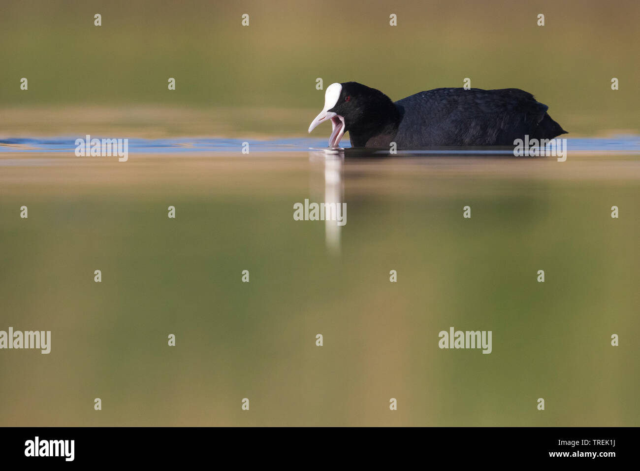 Black Foulque macroule (Fulica atra), natation, Italie Banque D'Images