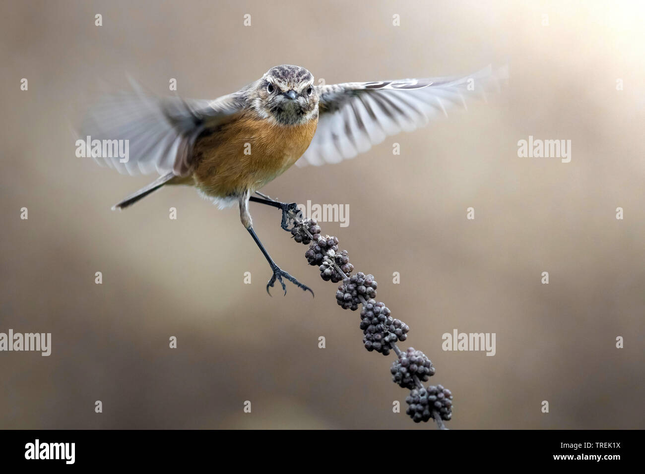Common Stonechat (Saxicola torquata Saxicola rubicola rubicola,), femme l'atterrissage difficile sur une pousse, Italie Banque D'Images