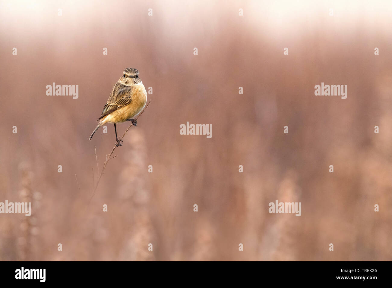 Common Stonechat (Saxicola torquata Saxicola rubicola rubicola,), femme percher sur une pousse, Italie Banque D'Images