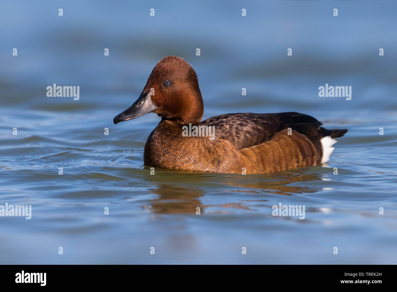 Fuligule nyroca (Aythya nyroca), une femelle en plumage nuptial, side view, Italie Banque D'Images