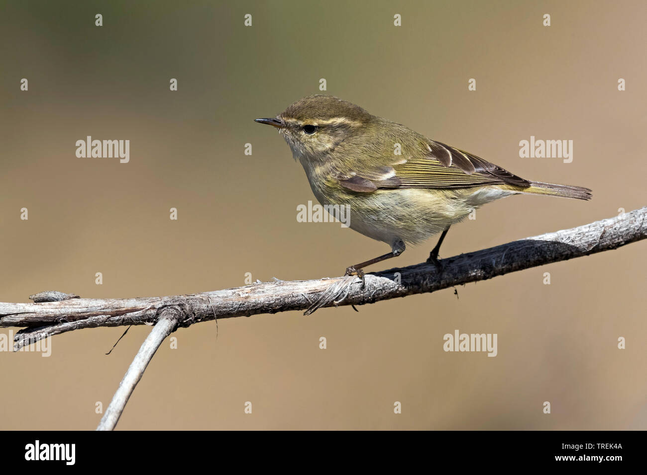 Hume's yellow-browed warbler (Phylloscopus humei), sur une branche, le Kazakhstan, Almaty Banque D'Images