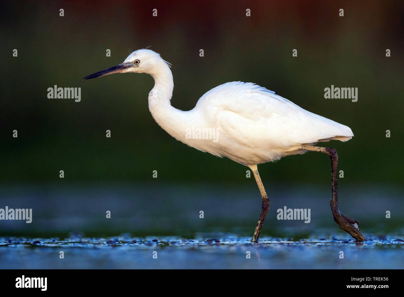 Aigrette garzette (Egretta garzetta), dans l'eau, Italie Banque D'Images