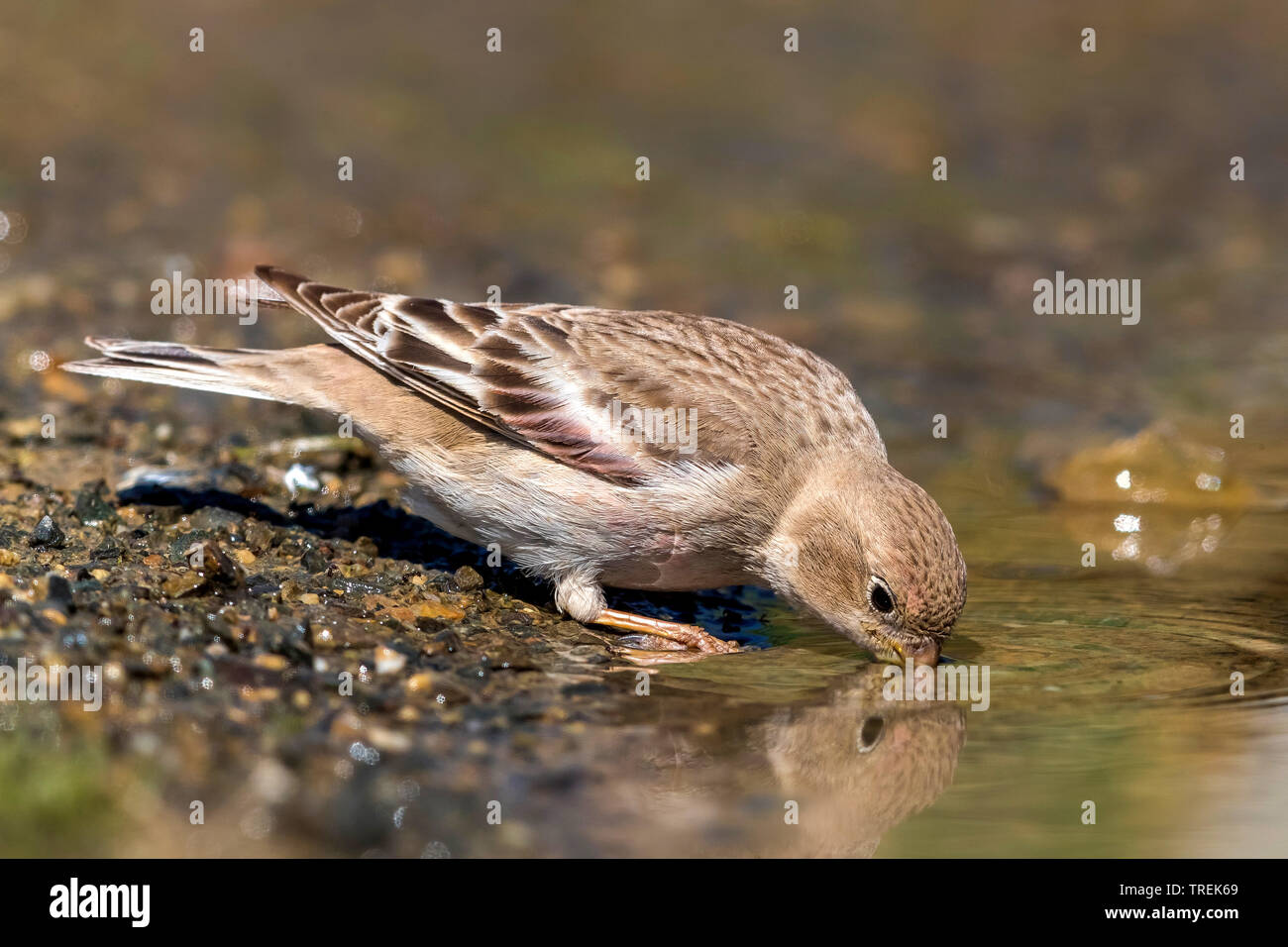 Trumpeter finch (Eremopsaltria mongol mongolica, Rhodopechys mongolica, Bucanetes mongolicus), femme d'alcool, Kazakhstan Banque D'Images