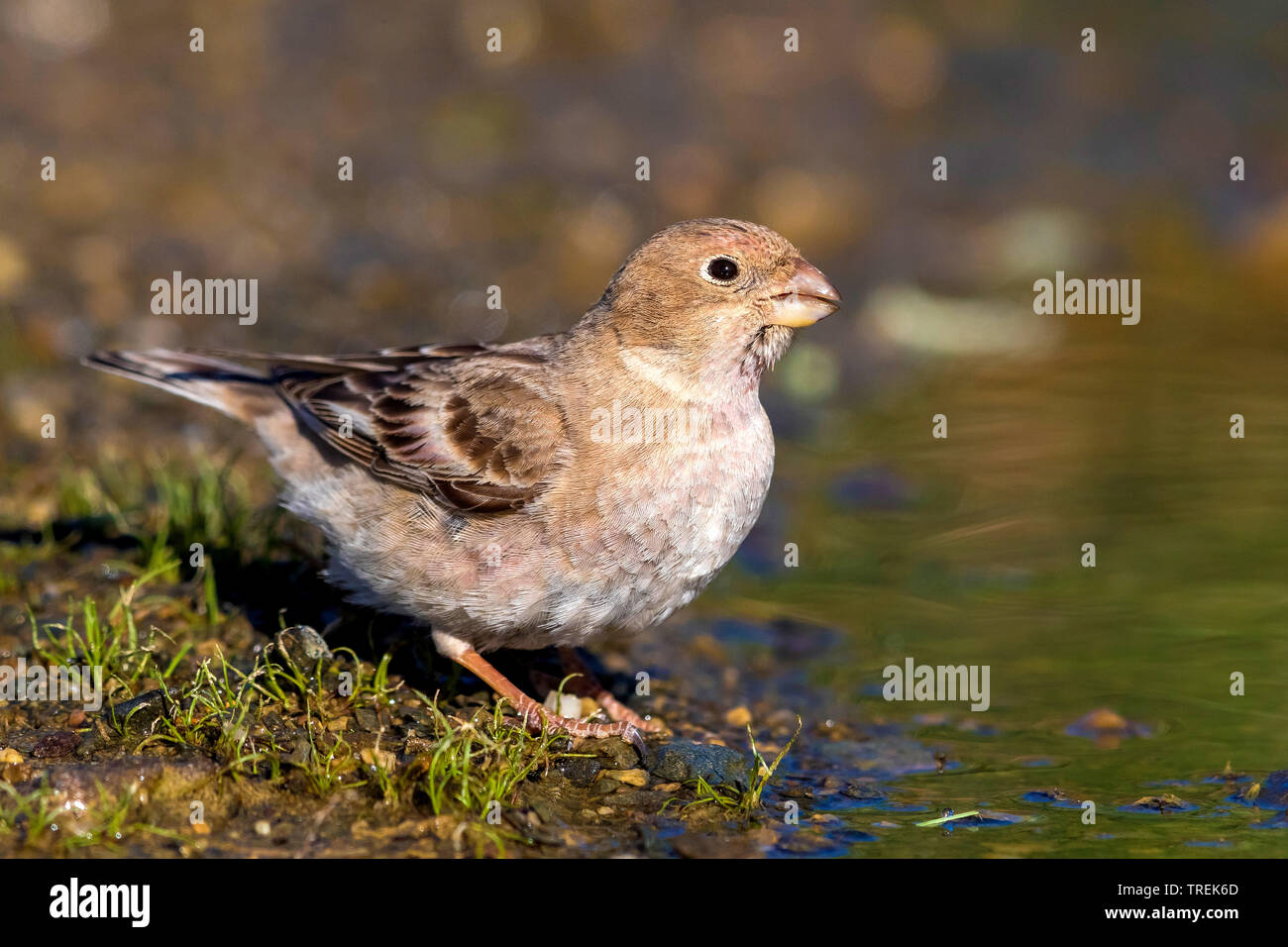 Trumpeter finch (Eremopsaltria mongol mongolica, Rhodopechys mongolica, Bucanetes mongolicus), femme d'alcool, Kazakhstan Banque D'Images