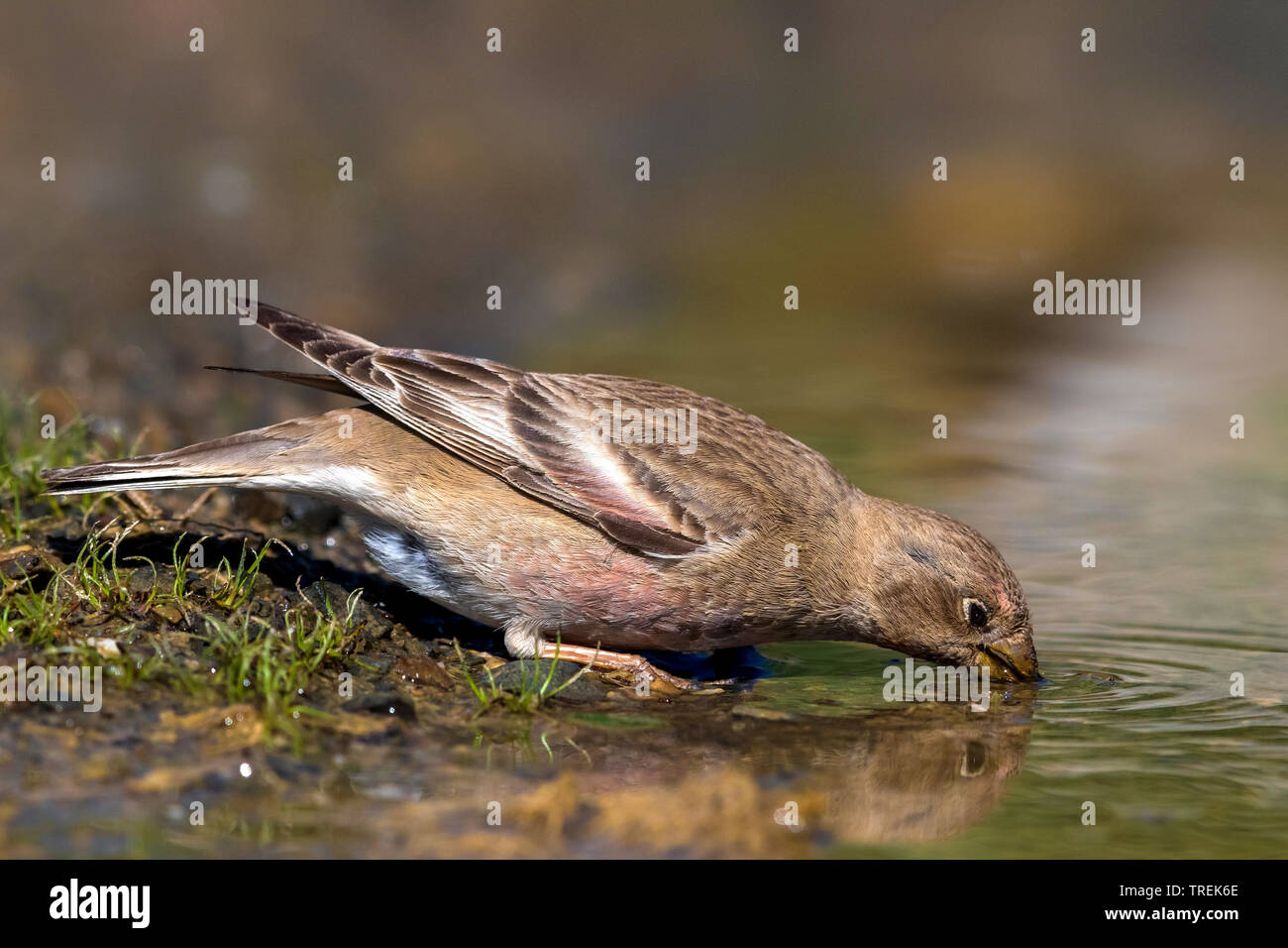 Trumpeter finch (Eremopsaltria mongol mongolica, Rhodopechys mongolica, Bucanetes mongolicus), femme d'alcool, Kazakhstan Banque D'Images