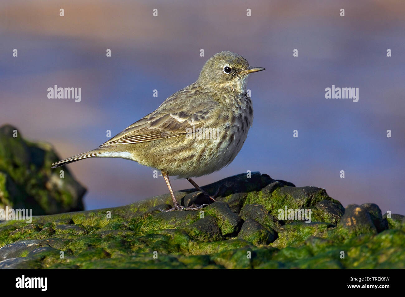 (Anthus petrosus Rock pitpit), sur un rocher, l'Italie, Toscane Banque D'Images